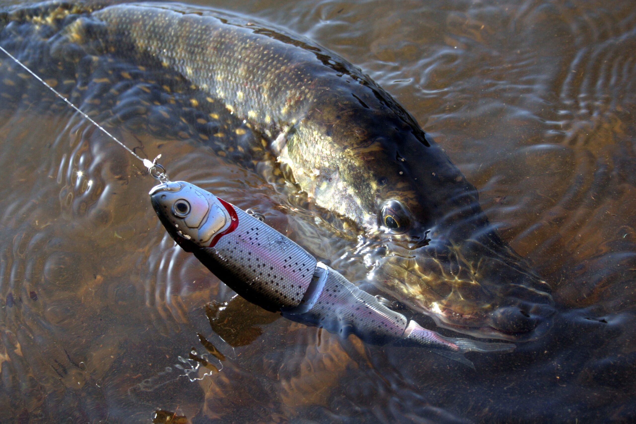 pêcher le brochet à marcillac la croisille
